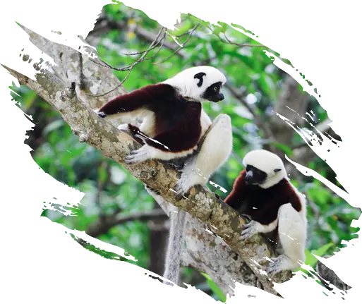 Une faune et flore endémique