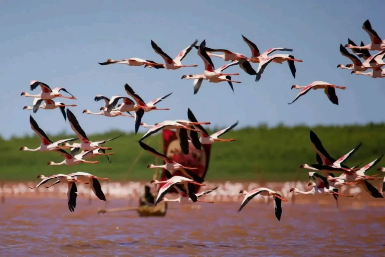 Birdwatching majunga