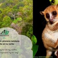 Asity Madagascar (1)