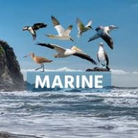 Asity Madagascar (2)