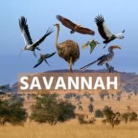 Asity Madagascar (3)