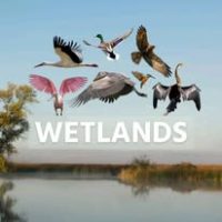 Asity Madagascar (4)