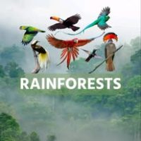 Asity Madagascar (5)