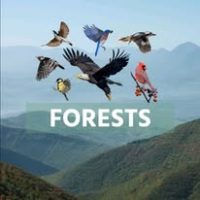 Asity Madagascar (6)