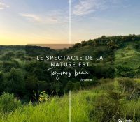 LA FORÊT RETROUVÉE (4)